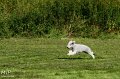 2010-10-03 Coursing-Training GE (12)